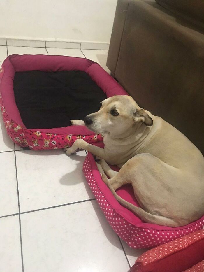 Lilica lying in her dog bed