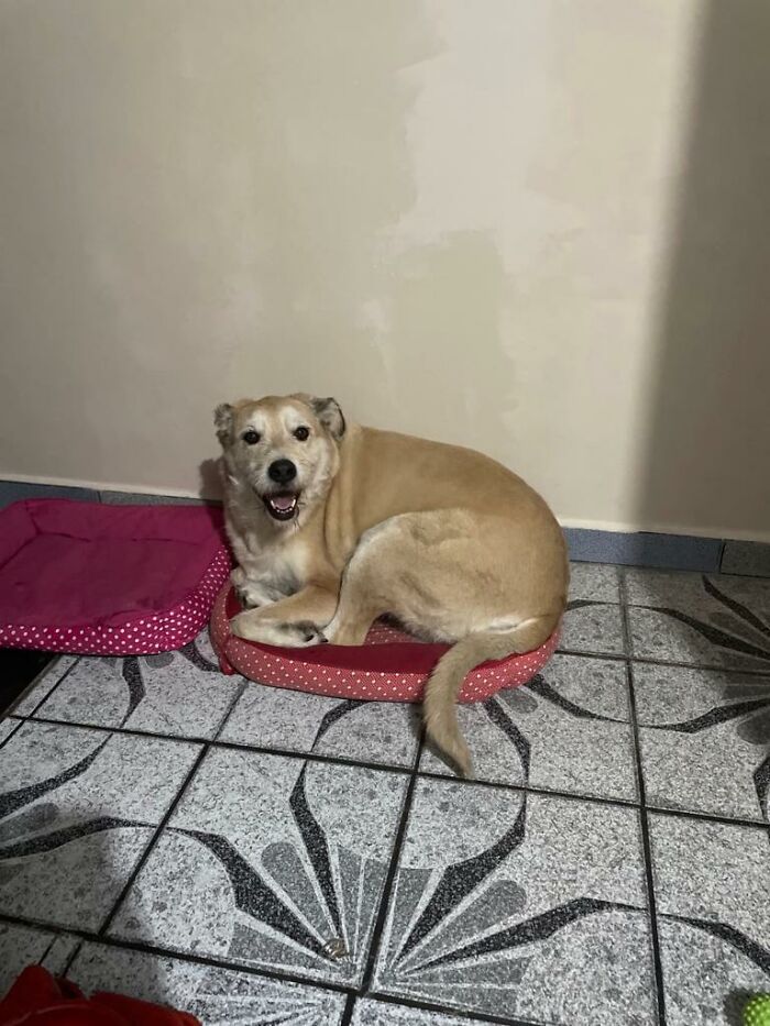 Lilica lying in her dog bed