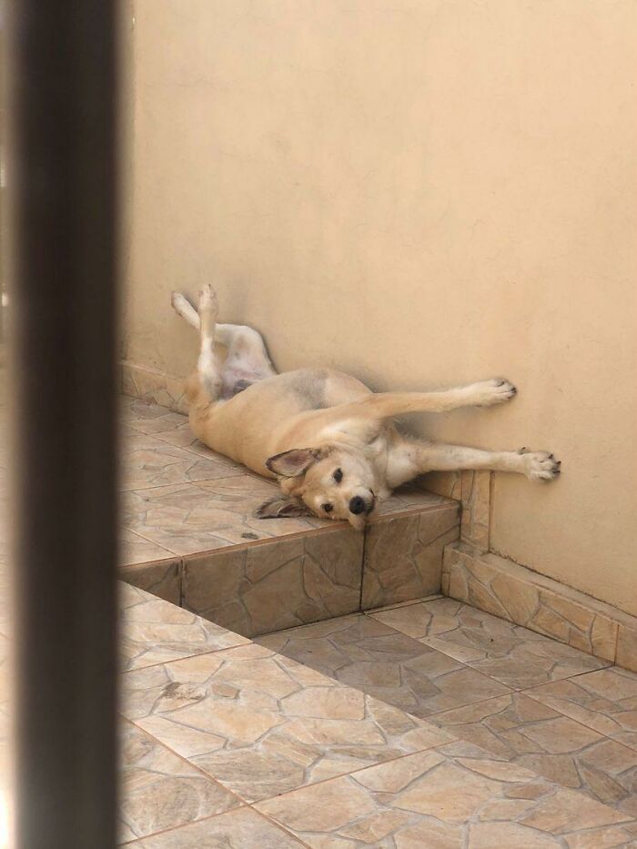 Lilica lying on the floor