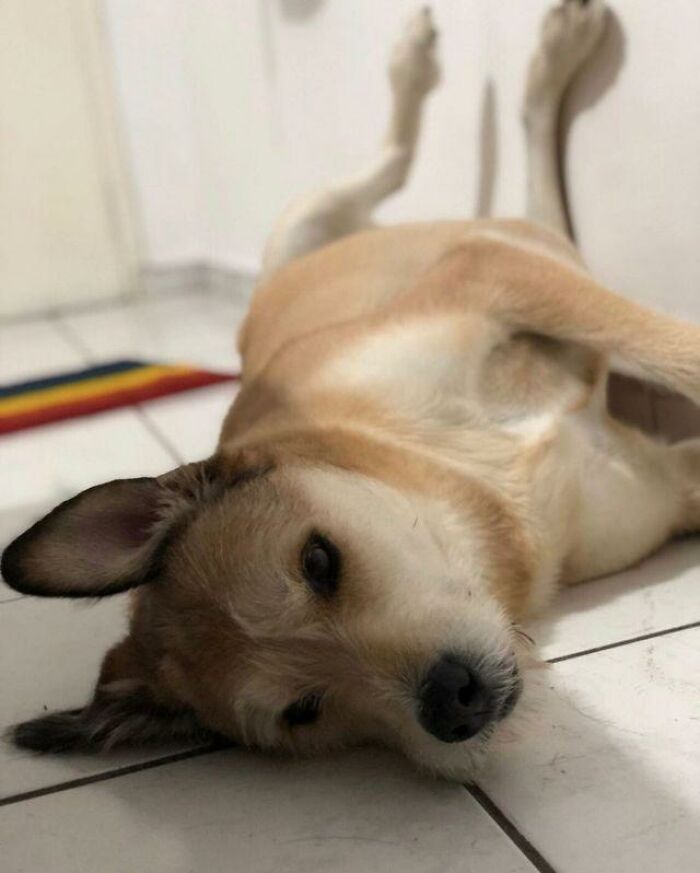 Lilica lying on the ground