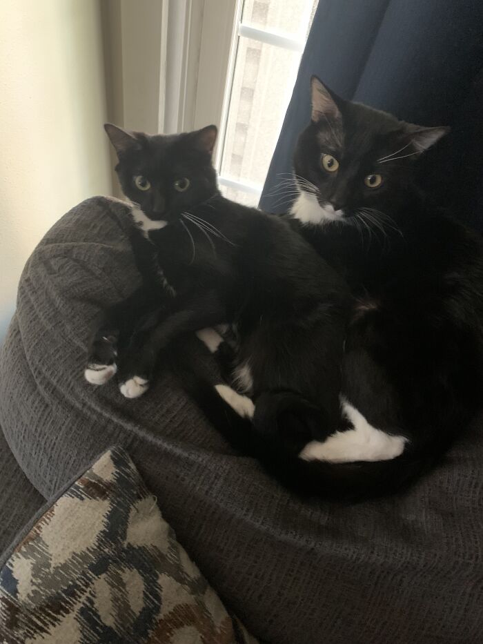 These Are My Little Babies, Miso (Right) And Mushu (Left)!