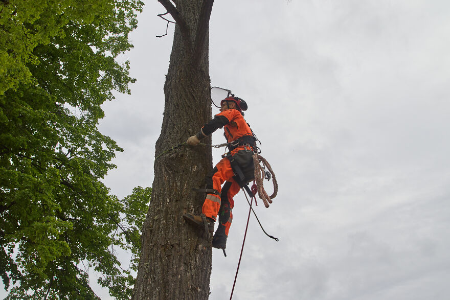 Tree Surgeon
