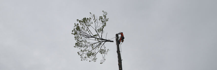 Tree Surgeon
