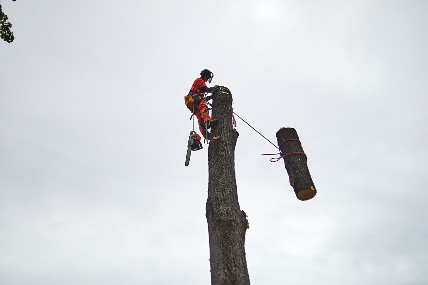 Tree Surgeon