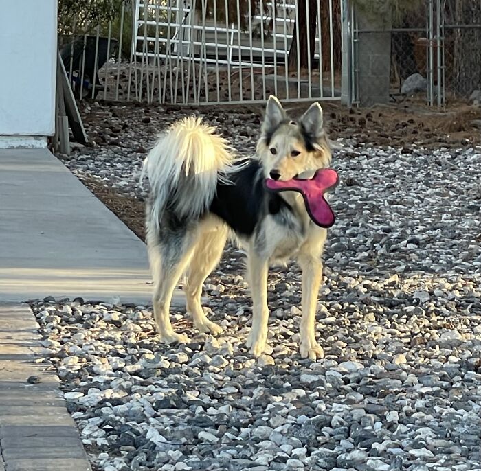 My Boy Rudy. He'll Be 2 Years Old On Sept 14