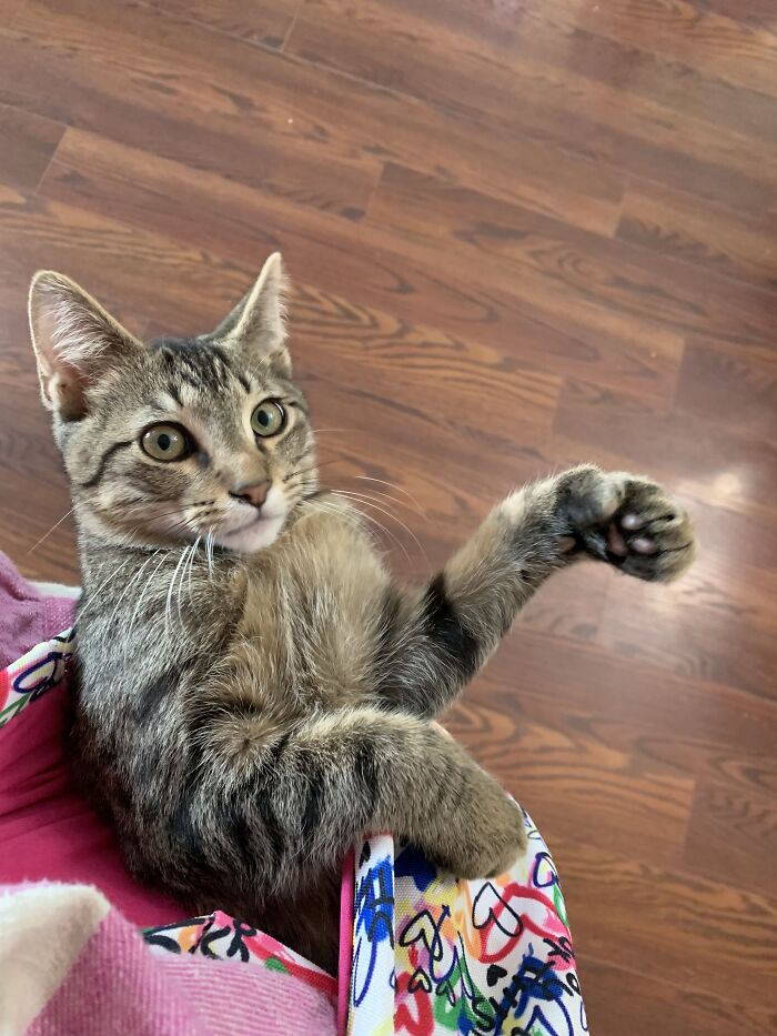 Spoiled Baby In His Sling