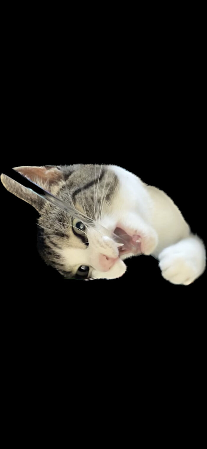 Eating The Handle Of Her Feather Toy. She Never Disappoints!