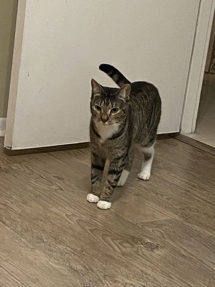 My Little Fig, Not The Best Quality But You Can Only Do What You Can Do