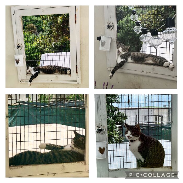 An Old Wall That Was Planned For Demolition Has Become Our Cat’s Favorite Snoozing Zone, Obviously We Have To Change The Plans And Keep This View. ♥️