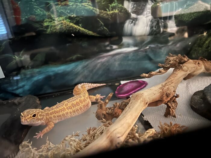 This Is Noodles The Leopard Gecko