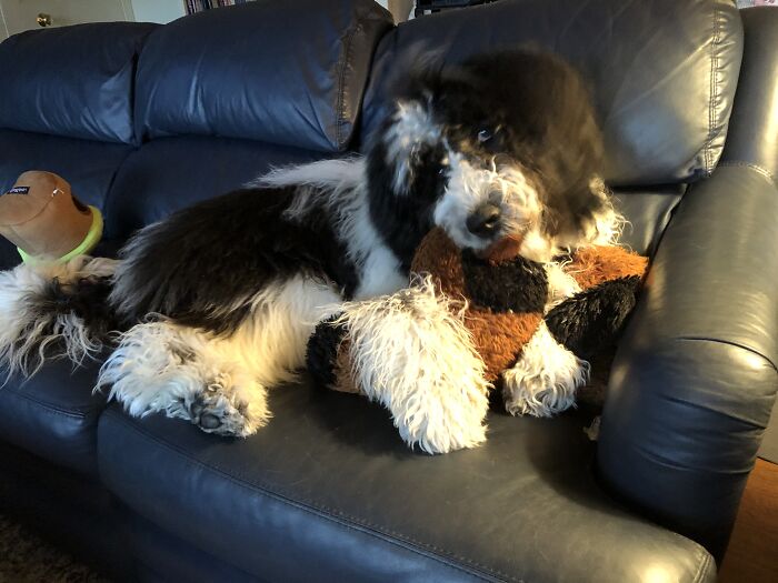 Jake And His Puppy❤️