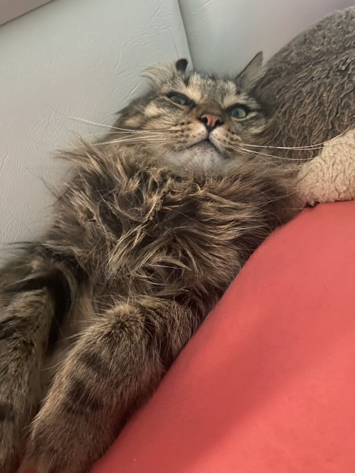 Introducing Mr. Lucifer Wu