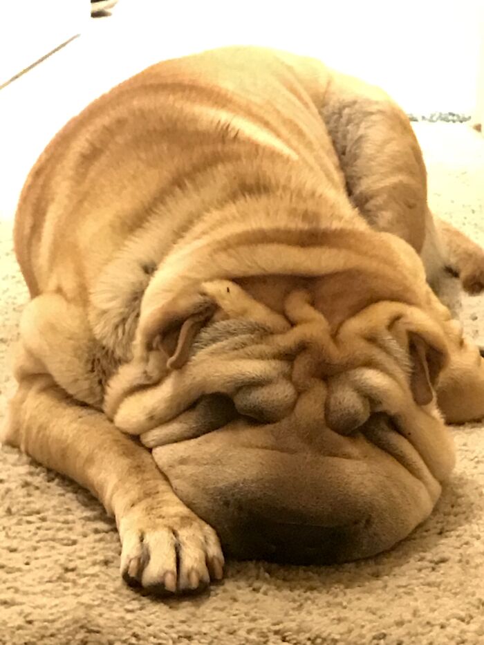 My Shar Pei, Lily