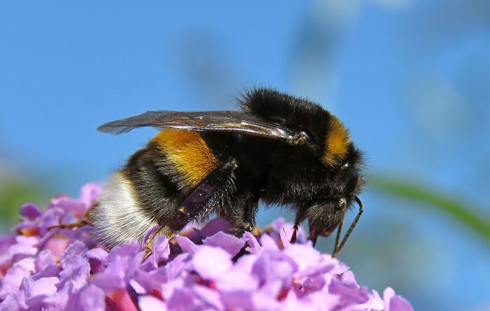 I Think This Bumblebee Is Somehow Cute