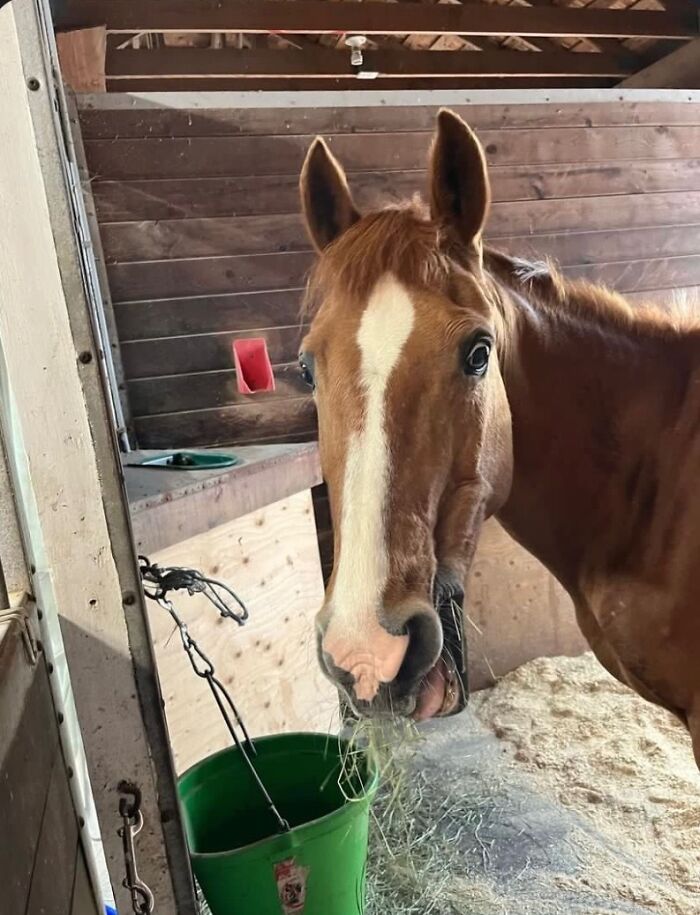 *screams* No I Dont Wanna Excercise Nooo (Photo Taken When I Went To Get Her For A Morning Ride)