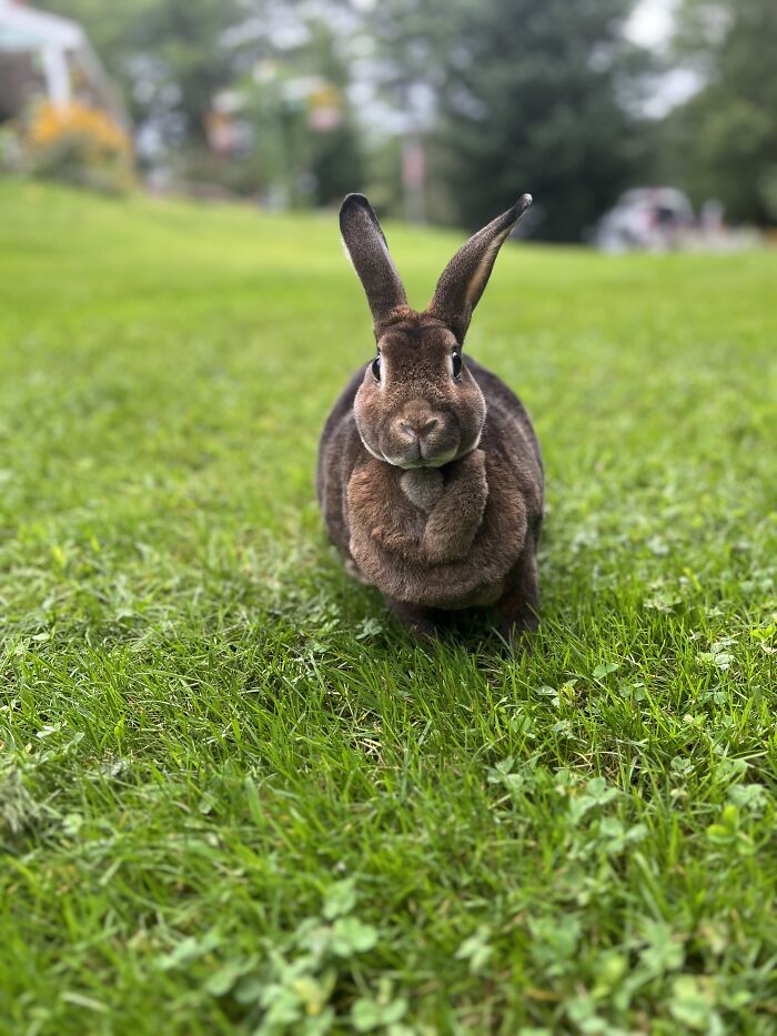Cinnamon Enjoying The Grass