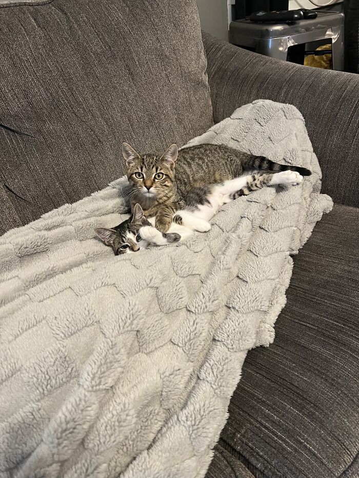 Mr. Kitty And Peaches