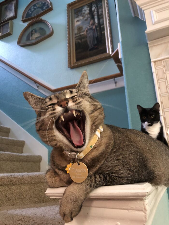 In The Unlikely Event That Claudia (Front) And Pizzazz (Behind) Start A Band, Here’s Their Album Cover