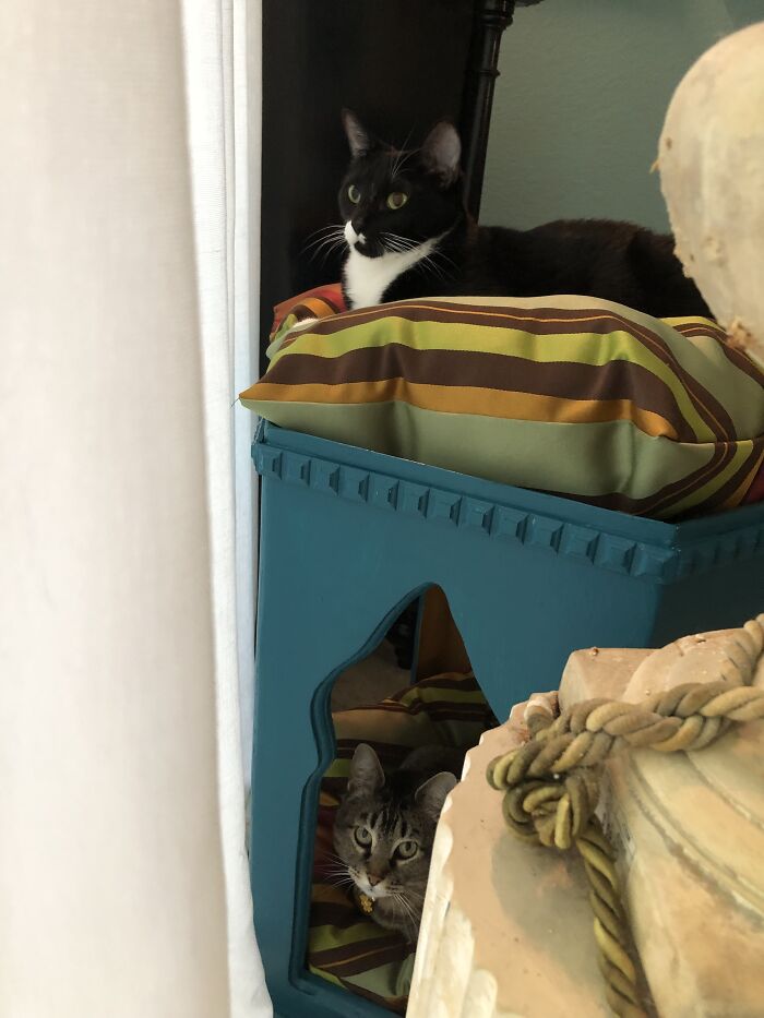 My Girls, Pizzazz And Claudia, In Their Favorite Spots