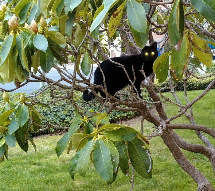 Yes My Master...i-Will-Obey