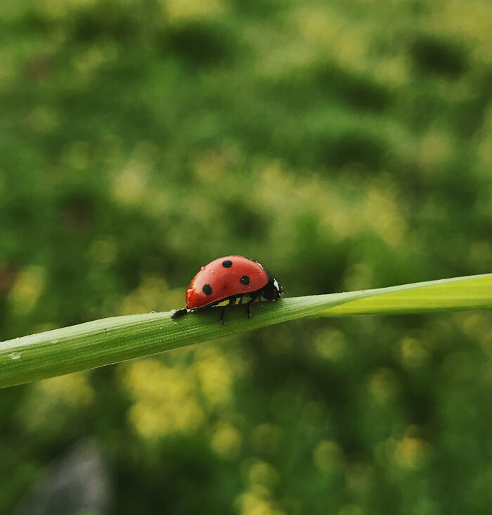 Lady Bug on leaf