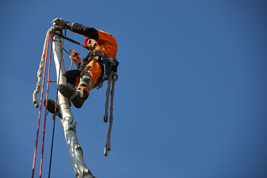 Talking On The Phone At The Top Of The Tree