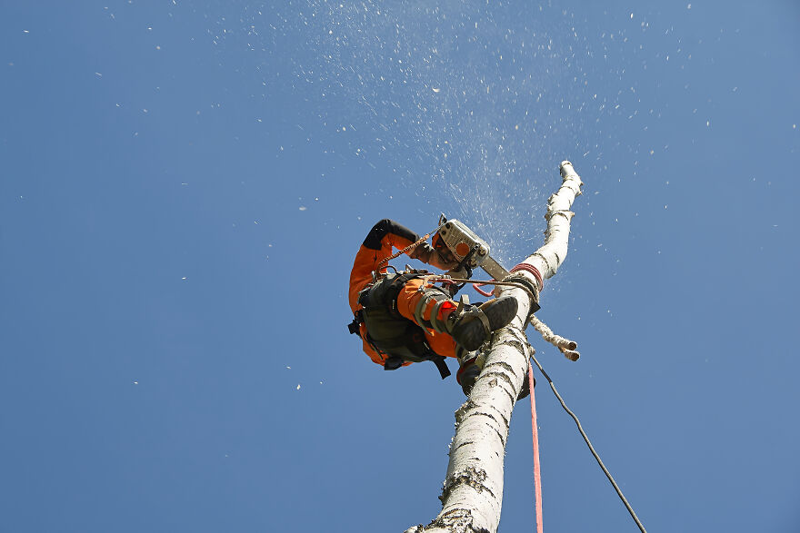 Cutting Down The Top Of A Birch Tree