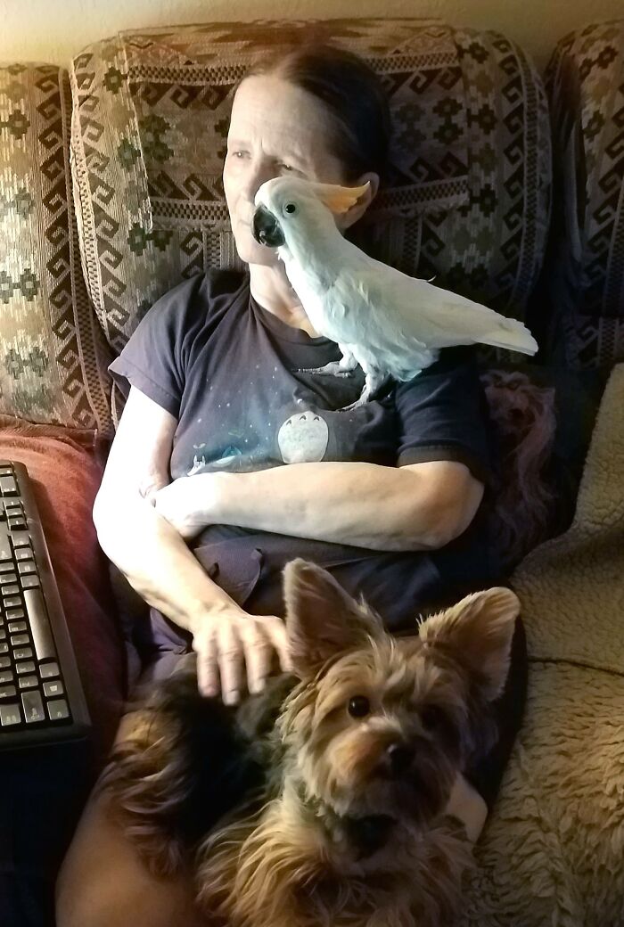 Tazzie My 9-Year-Old Citron-Crested Cockatoo. No Wonder I Can't Get Anything Done On The Computer Lol!