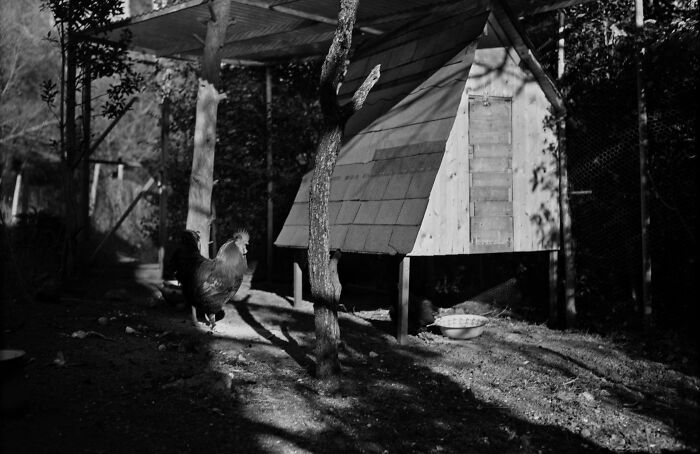 A picture of a rooster