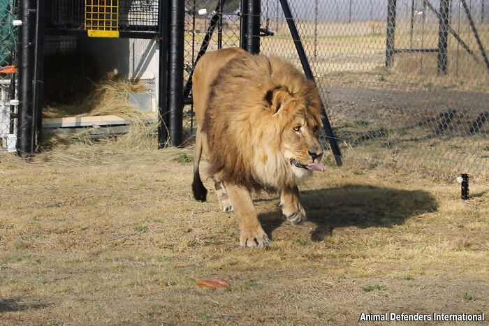Lion Ruben steps onto African soil first time