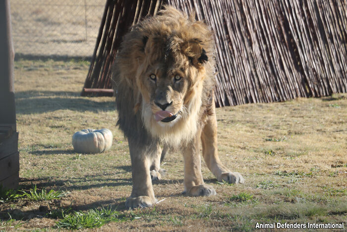 Lion Ruben walking