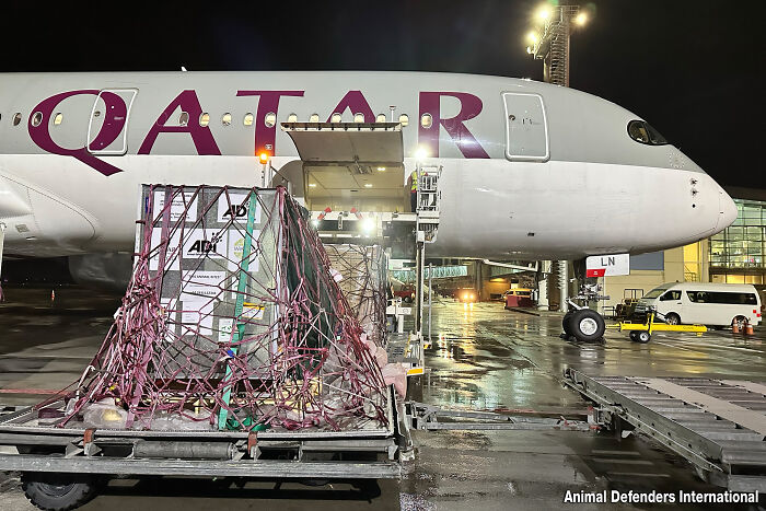 Lion Ruben arriving to South Africa