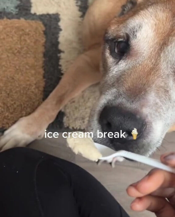 TikTok User Shared Emotional Last Day With Her Dog, Touched Almost 10 Million People Online