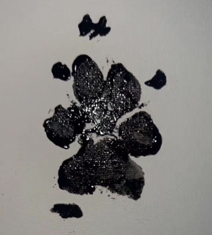 TikTok User Shared Emotional Last Day With Her Dog, Touched Almost 10 Million People Online