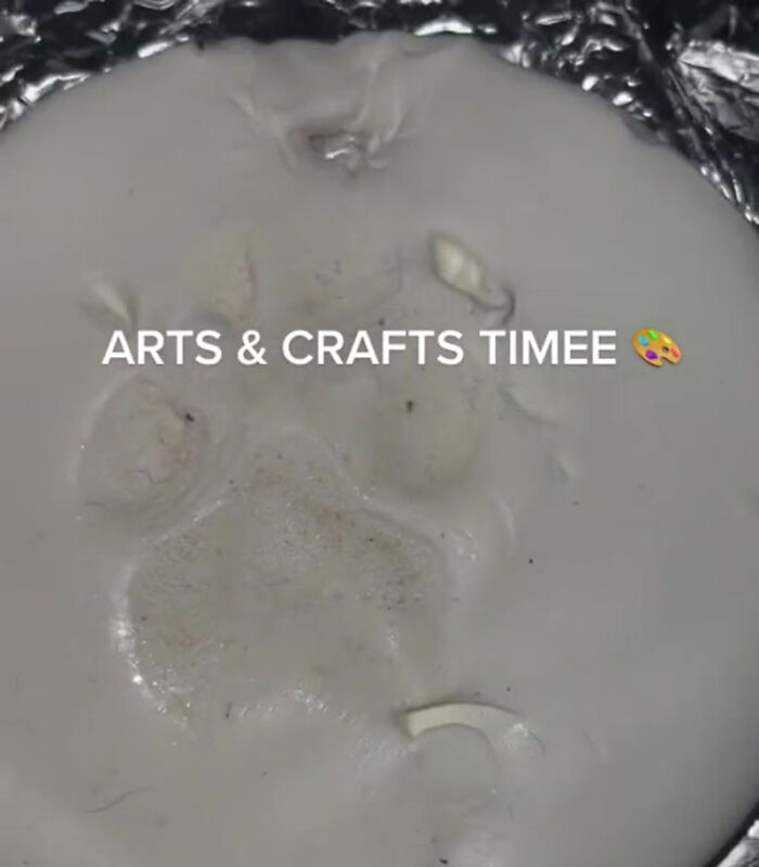 TikTok User Shared Emotional Last Day With Her Dog, Touched Almost 10 Million People Online