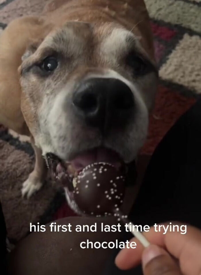 TikTok User Shared Emotional Last Day With Her Dog, Touched Almost 10 Million People Online