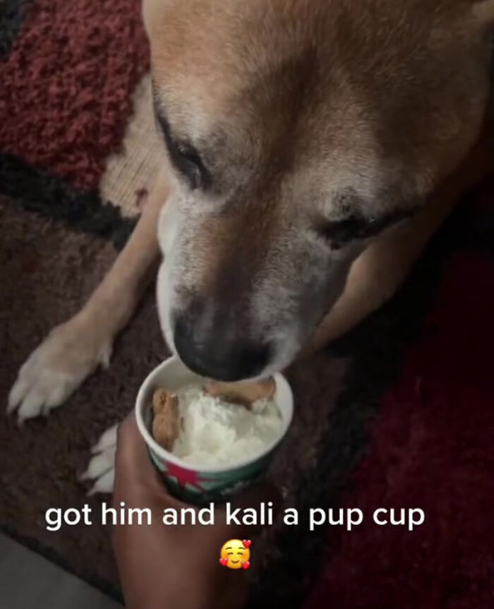 TikTok User Shared Emotional Last Day With Her Dog, Touched Almost 10 Million People Online