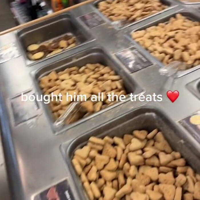 TikTok User Shared Emotional Last Day With Her Dog, Touched Almost 10 Million People Online