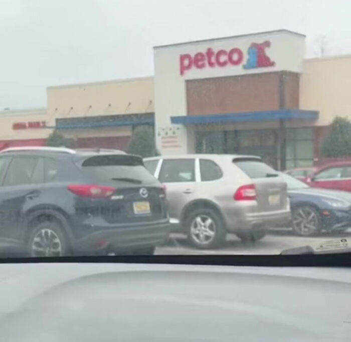 TikTok User Shared Emotional Last Day With Her Dog, Touched Almost 10 Million People Online