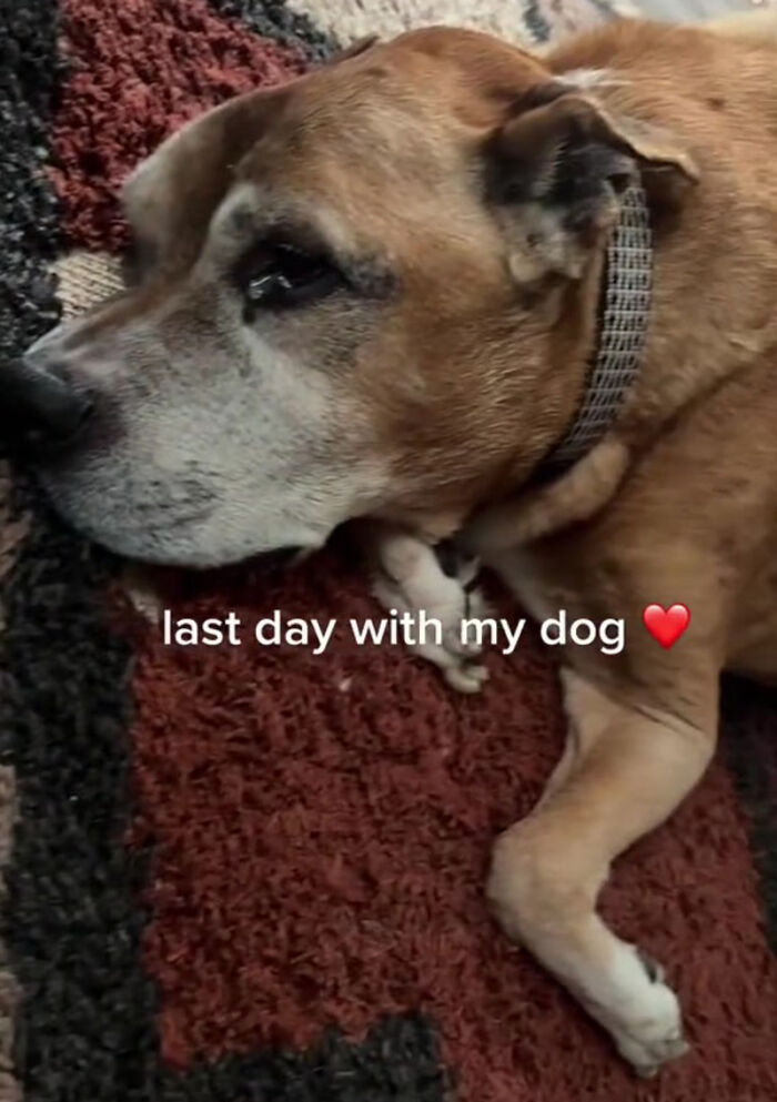 TikTok User Shared Emotional Last Day With Her Dog, Touched Almost 10 Million People Online