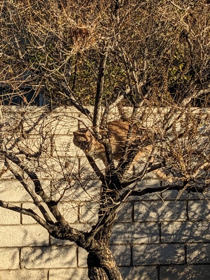 The Cat Tree Is Blooming Slowly This Year