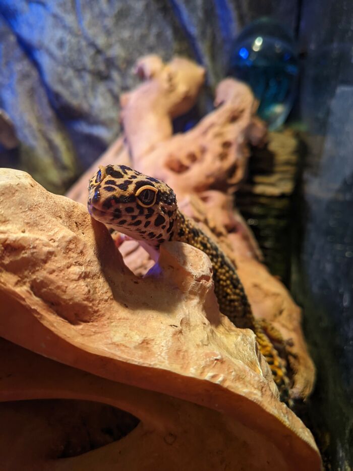 Raptor The Leopard Gecko