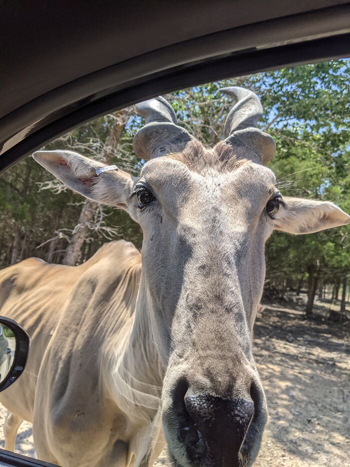 Whatcha Got In There? Take From An Suv, He Was Tall!!