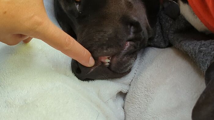 Toof 🦷🪥🐕. Annoying My Dog 😅