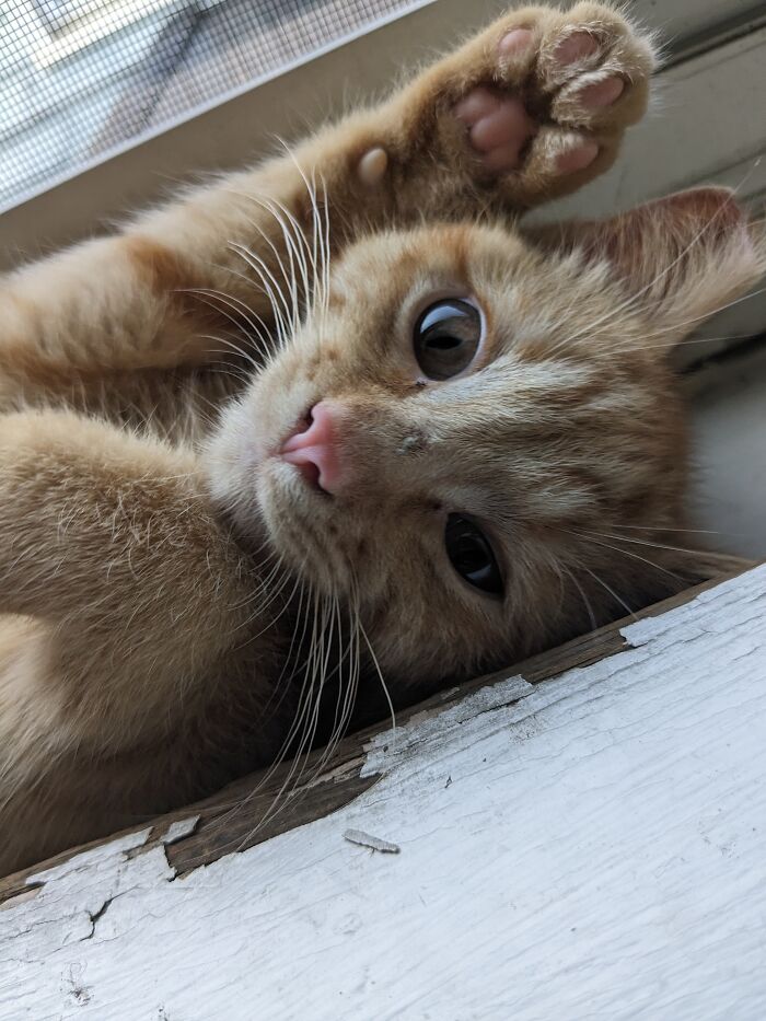 Meet Sassafras. My New Rescue Kitten!