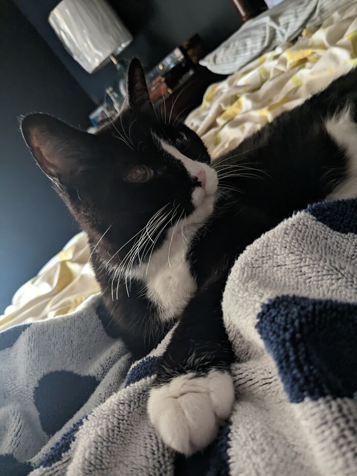 Minnie The Kat!...looking Good For 16!