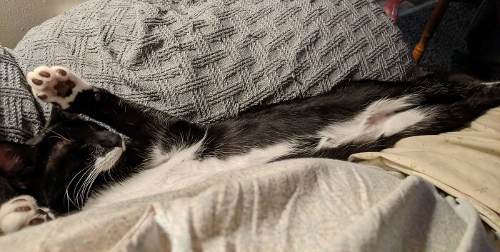 Tater Junebug Carter Snoozing