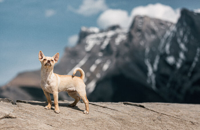 Little Peanut The Baby Chihuahua Mix