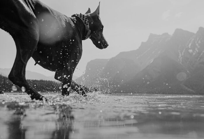 Jasmin The Red Doberman