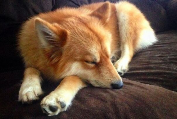 Meet Mya, The Pomeranian-Husky Mix That Looks Just Like A Little Fox (9 Pics)